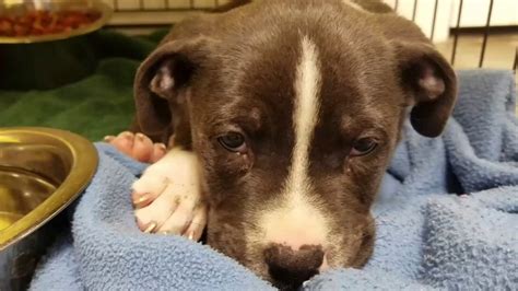 Moore county animal shelter - Moore Animal Shelter's number is (405) 793-5190. We take in homeless, abandoned, injured or sick animals in need, including cats, dogs, rabbits, other …